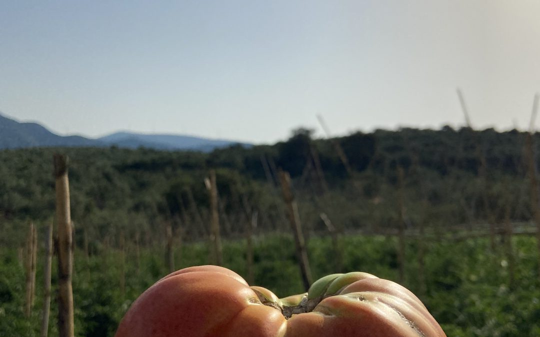 Η διαφορά ανάμεσα σε υβρίδια και σε παραδοσιακές ποικιλίες. Η περίπτωση της χοντροκατσαρής και η συμβολή του Ιδρύματος Καπετάν Βασίλη και Κάρμεν Κωνσταντακόπουλου, του Κέντρου Αγροδιατροφικής Επιχειρηματικότητας Μεσσηνίας, του ΤΕΙ Πελοποννήσου και της Αμερικανικής Γεωργικής Σχολής στην αναβίωση και εμπορική εκμετάλλευση της ποικιλίας.